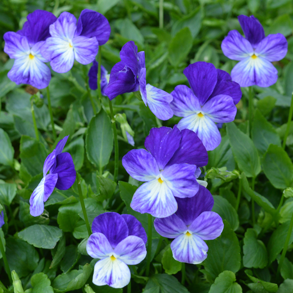 Victorian Viola Blue Ice